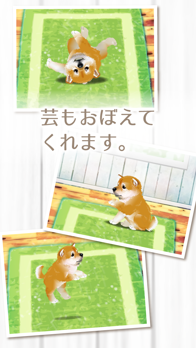 癒しの子犬育成ゲーム 柴犬編 遊戲下載 Taptap