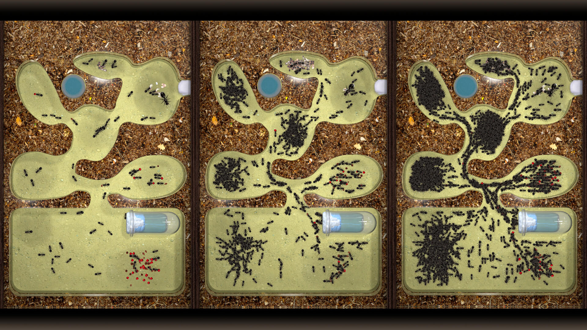 Screenshot of Ant Farm Simulator
