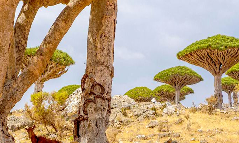 Escape From Socotra Island Game Screenshot