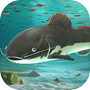 Redtail catfish Aquarium