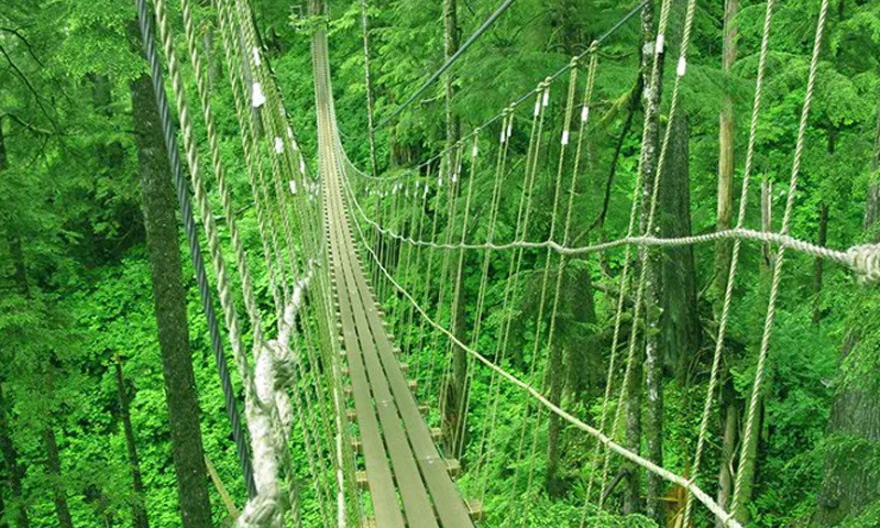 トンガス国有林 ゲームのスクリーンショット