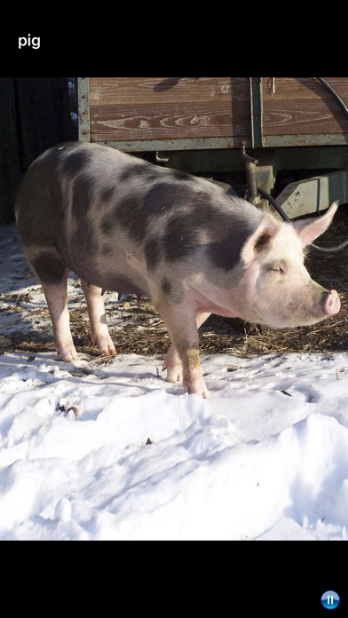 Sounds of Farm Animals Game Screenshot