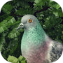 Pigeon: A Love Story