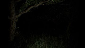 The Woods ภาพหน้าจอเกม