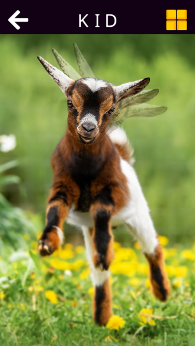 Captura de Tela do Jogo Animal e Dinossauro Engraçado