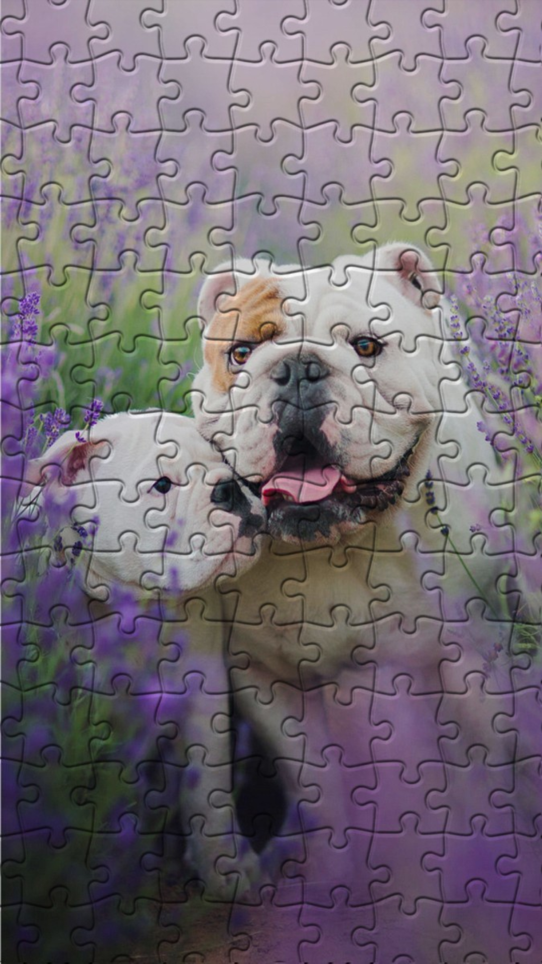 Bulldogs Jigsaw Puzzles ゲームのスクリーンショット