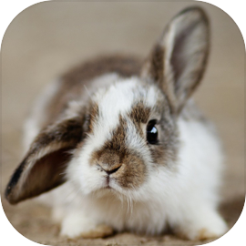 癒しのウサギ育成ゲーム