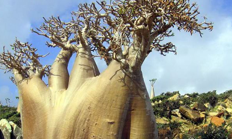 Escape From Socotra Island Game Screenshot