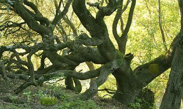 Chill Forest Escape 게임 스크린샷