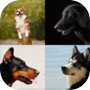 Icon of Guess The Dog