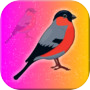 Icon of Eurasian Bullfinch Rescue