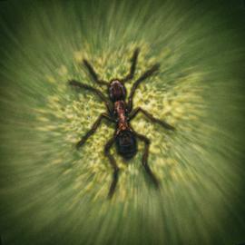 Smash Insects Download Bug Smasher - Ant Smasher 1.0.0 for Android/iOS APK - TapTap