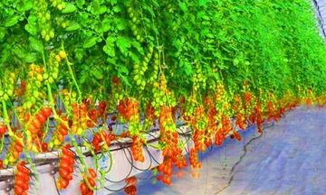 Escape Fruit Sense Game Screenshot