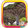 Escape From Socotra Island