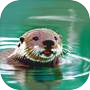 Icon of Otter My Way!