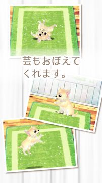 癒しの子犬育成ゲーム〜チワワ編〜 게임 스크린샷