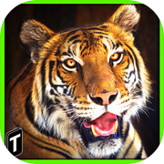 súper tigre sim 2017