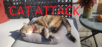 Banner of Cat Attack 