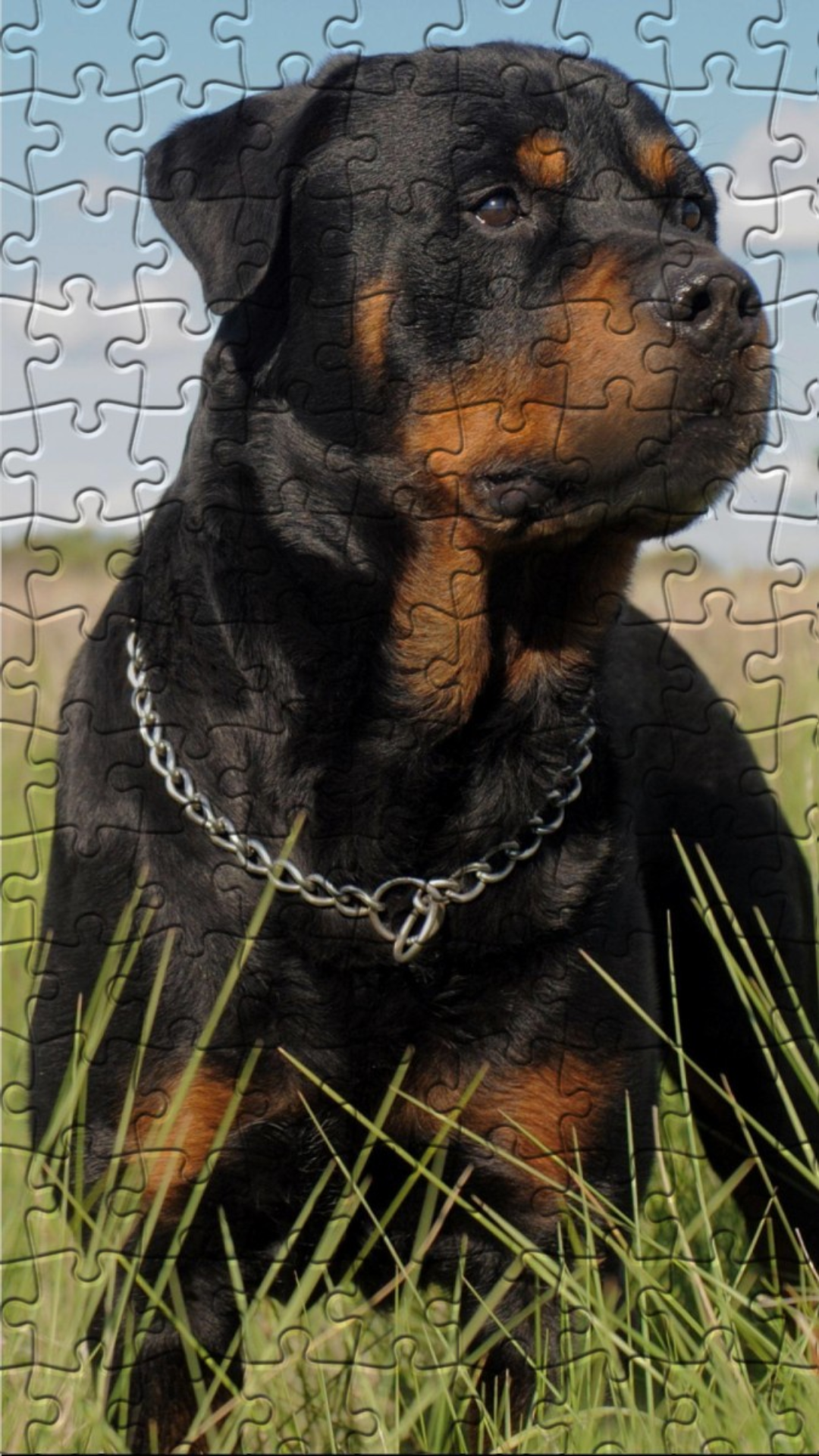 Cuplikan Layar Game Rottweiler Puzzles