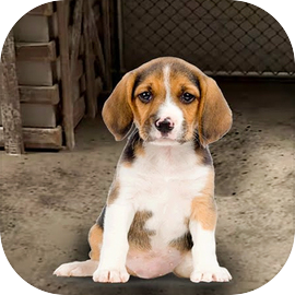 My Pet Animal Shelter World