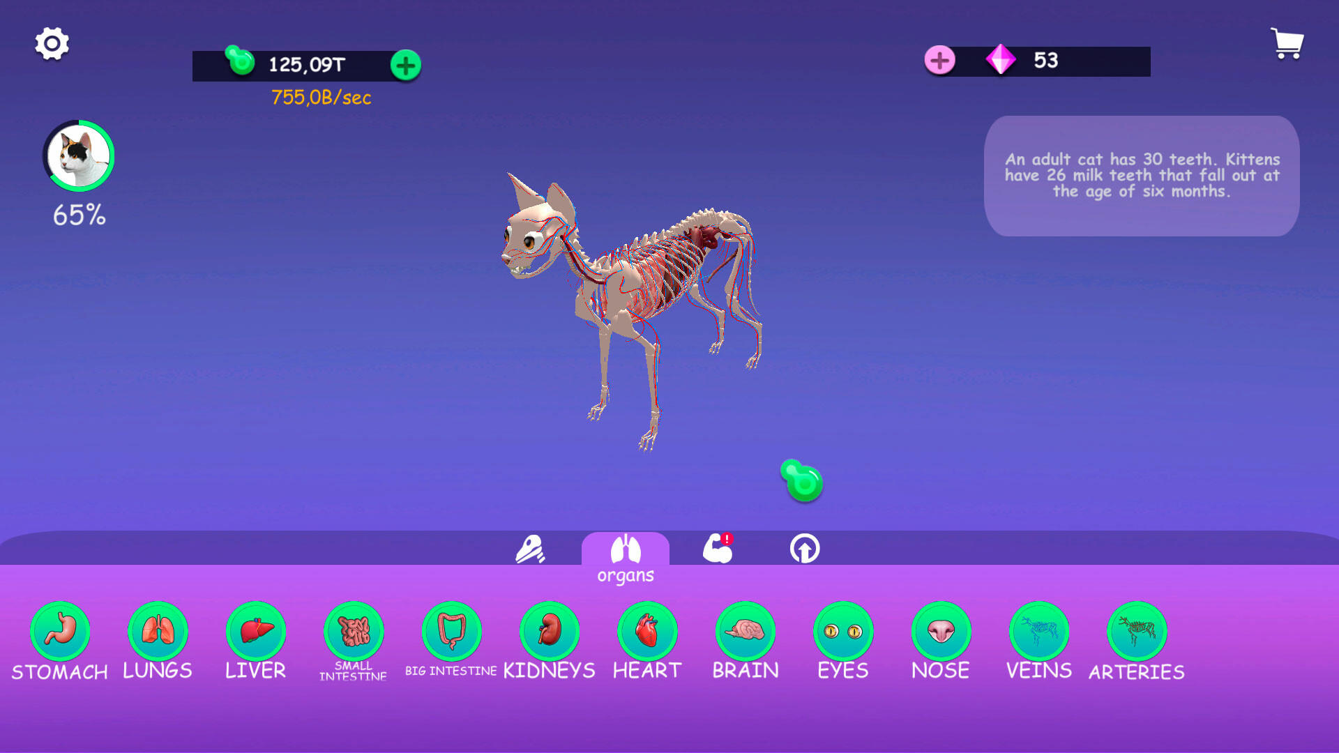 Screenshot of IDLE Animal Anatomy