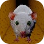 Cheese Escape Horror