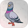 Rescue The Rock Pigeon