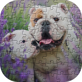 English bulldog puzzle best sale