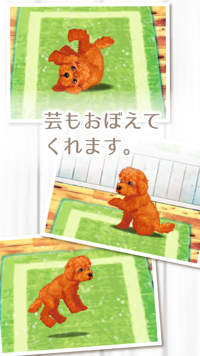 Cuplikan Layar Game 癒しの子犬育成ゲーム〜トイプードル編〜