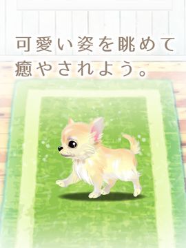 癒しの子犬育成ゲーム〜チワワ編〜 게임 스크린샷