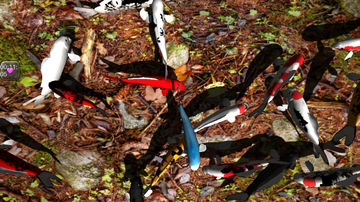 Captura de Tela do Jogo Koi Garden