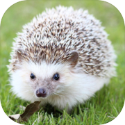 សត្វចិញ្ចឹម Hedgehog