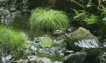 Chill Forest Escape 게임 스크린샷