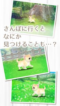 癒しの子犬育成ゲーム〜チワワ編〜 게임 스크린샷
