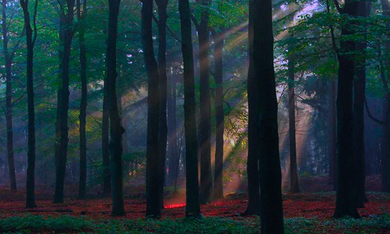 Скриншот игры Escape From Alarming Forest