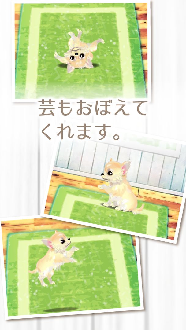 Screenshot of 癒しの子犬育成ゲーム〜チワワ編〜