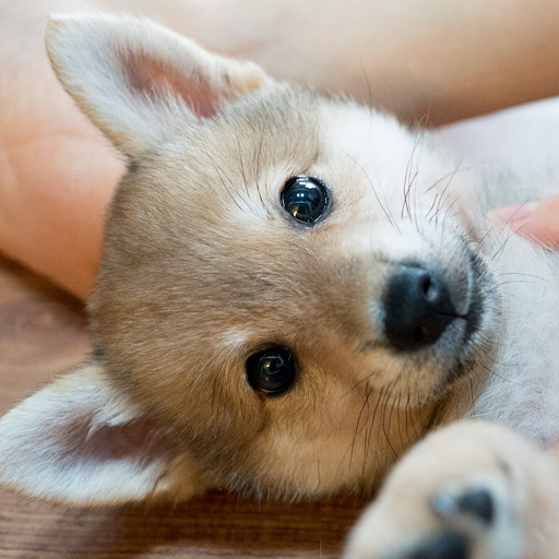 癒しの子犬育成ゲーム〜柴犬編〜