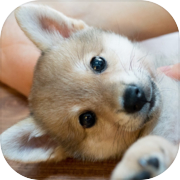 Game Pelatihan Penyembuhan Anjing ~ Edisi Shiba Inu ~