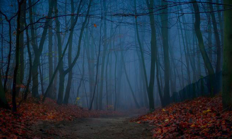 Скриншот игры Escape From Alarming Forest