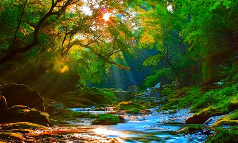 Spring Forest Escape 遊戲截圖