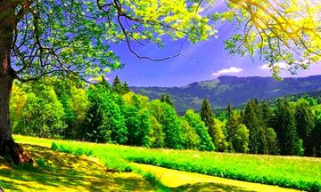 Spring Forest Escape 遊戲截圖