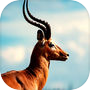 2016 Asian Deer Hunting : Play Perfect Shooting Pr