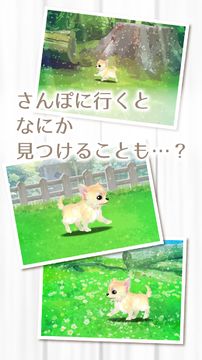 癒しの子犬育成ゲーム〜チワワ編〜 게임 스크린샷