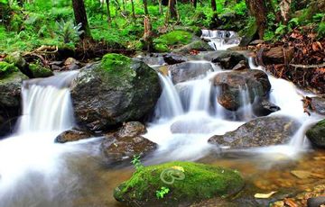 Escape Game Forest Survival Game Screenshot