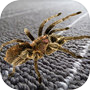 Spider Hidden Difference のアイコン