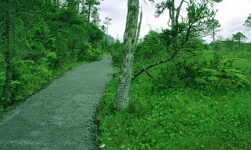 Tongass National Forest Escape Game Screenshot