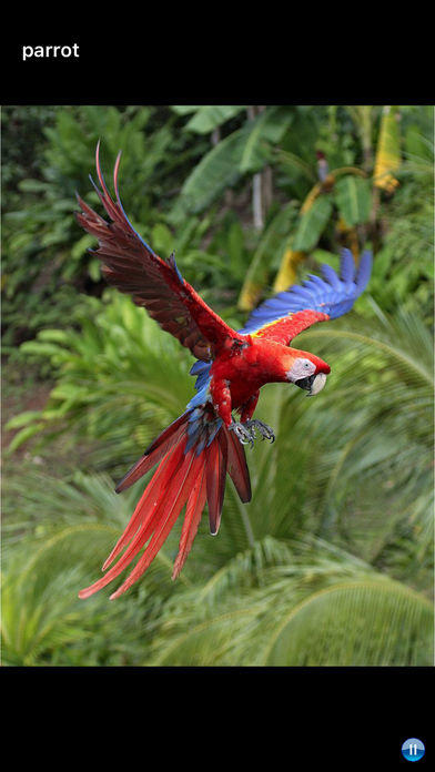 Sounds of Jungle Game Screenshot