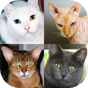 고양이 - 모든 인기있는 고양이 품종에 대한 사진 퀴즈