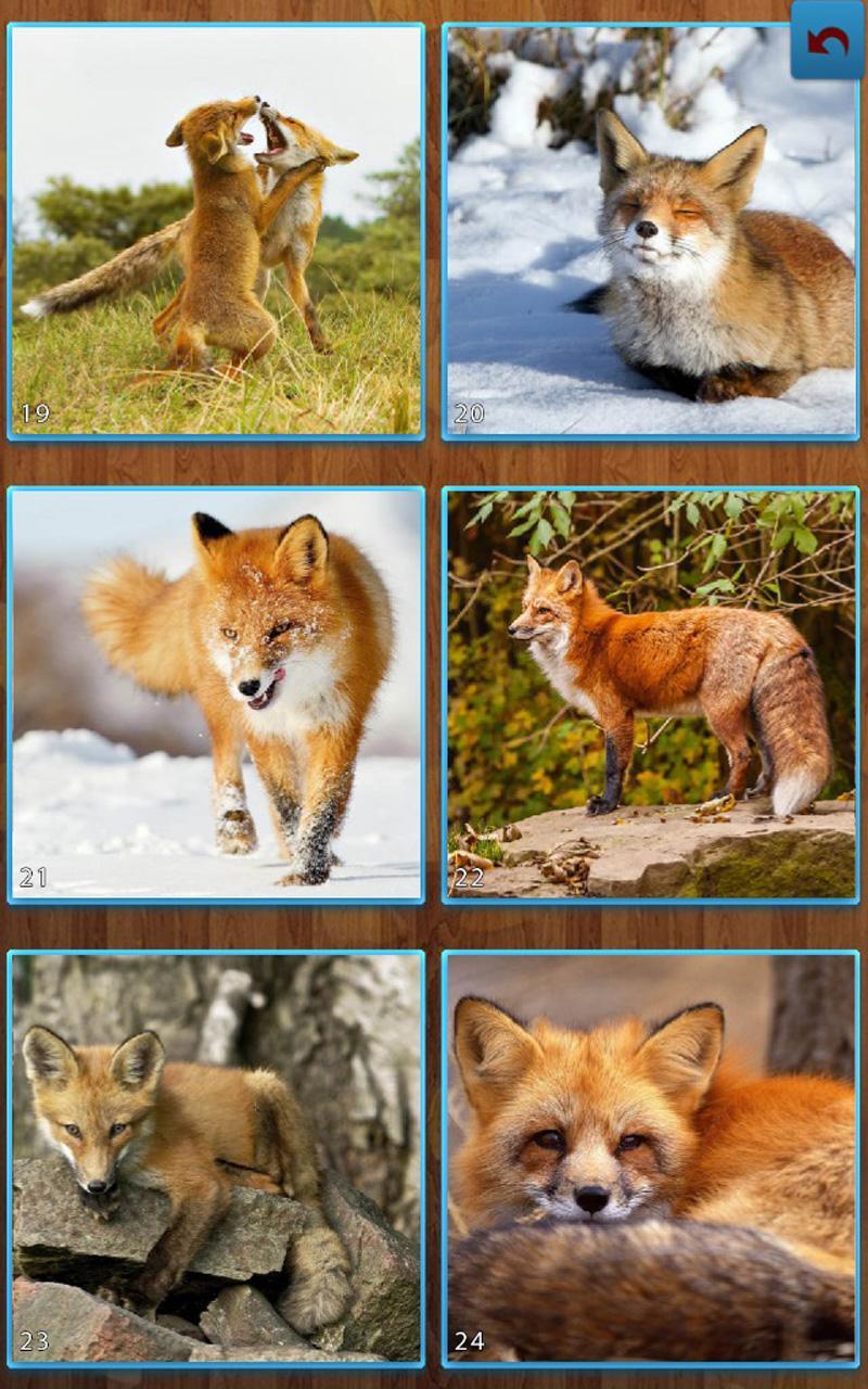 Fox Jigsaw Puzzles Game Screenshot