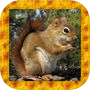 Icon of Squirrel Simulator 3D